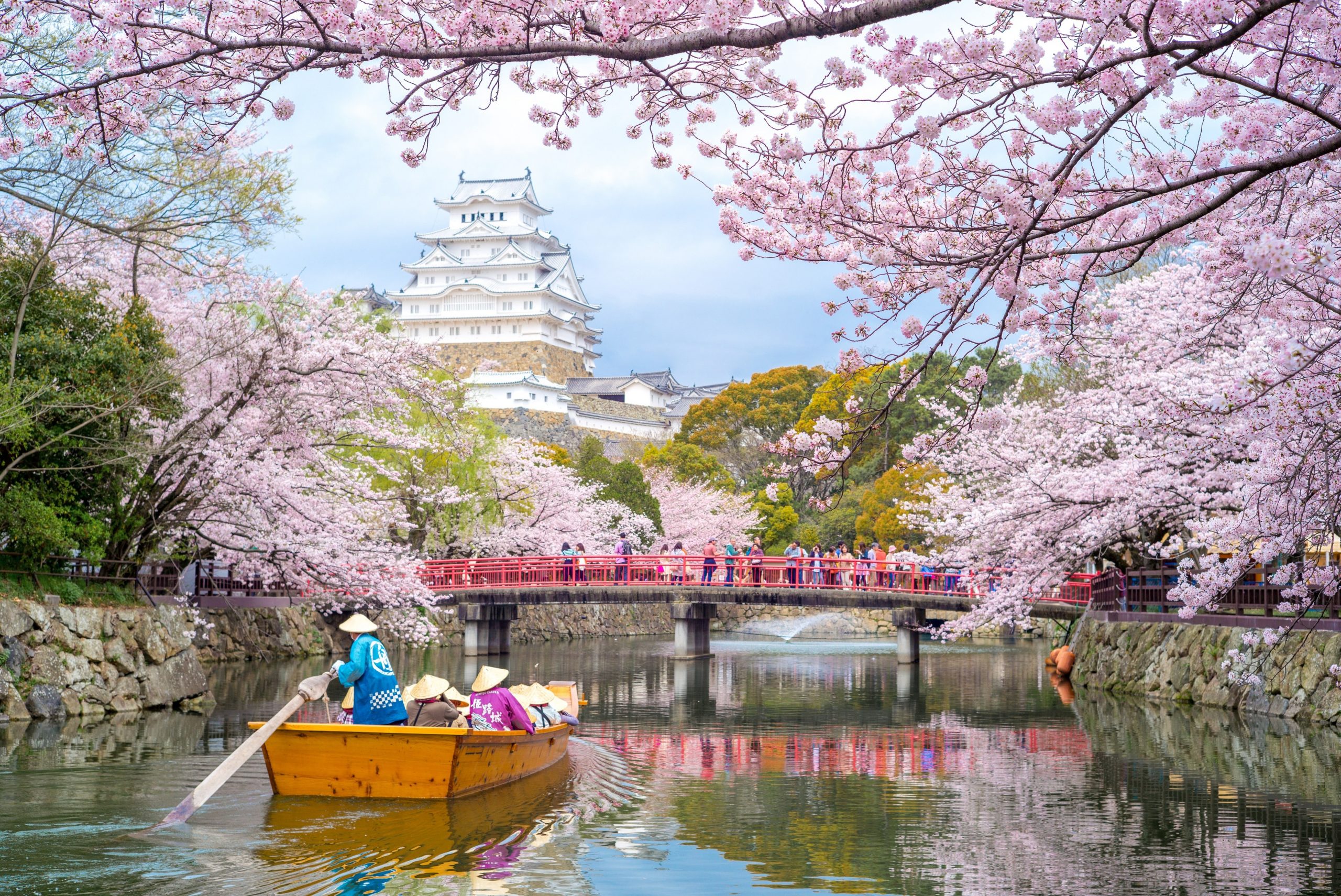 Chiêm ngưỡng hoa anh đào Nhật Bản ở Osaka