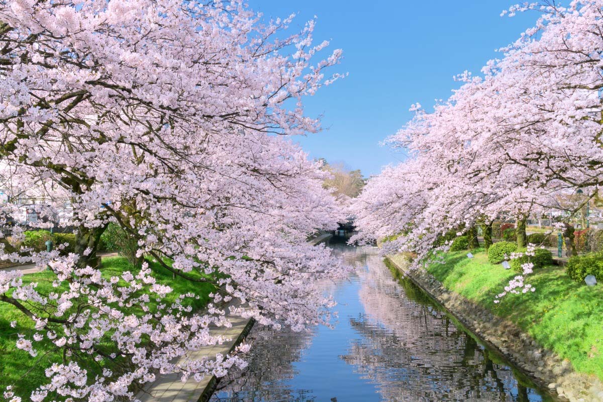 Hàng cây hoa anh đào dọc theo sông Hozugawa.