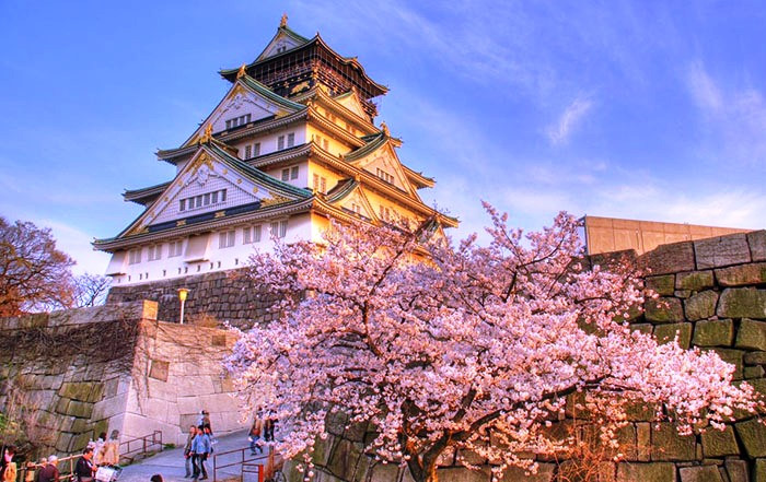 Hoa anh đào nở rộ tại Lâu đài Nagoya